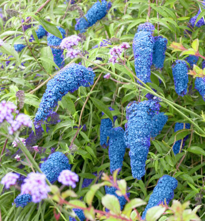 Komule Dávidova Nanho Blue, 30/+cm, v květináči Buddleja davidii Nanho Blue